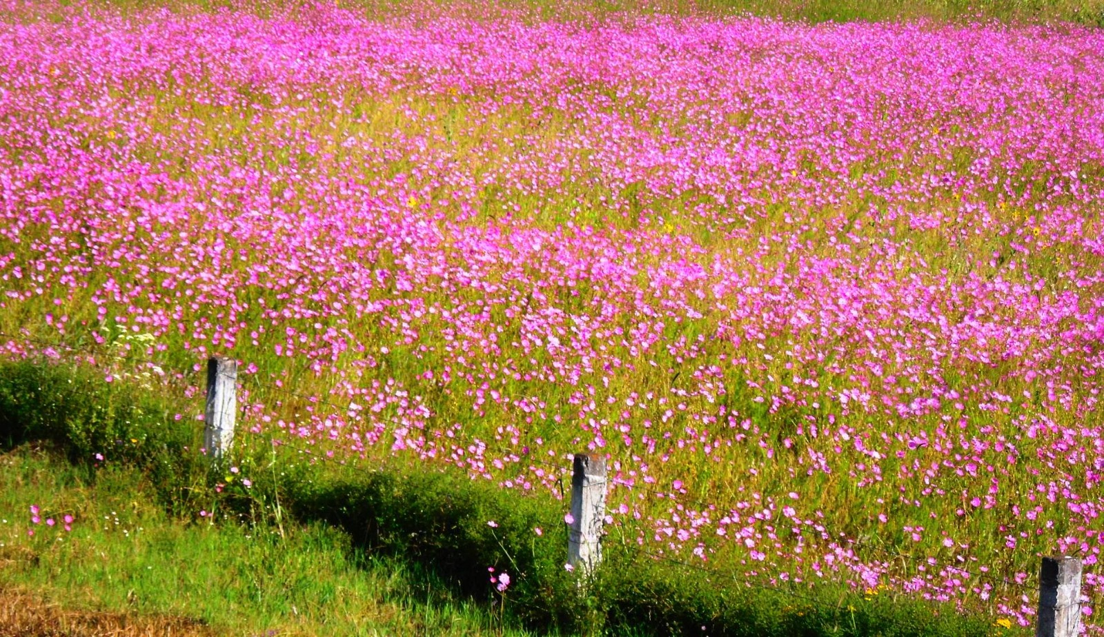 Field of wildflowers